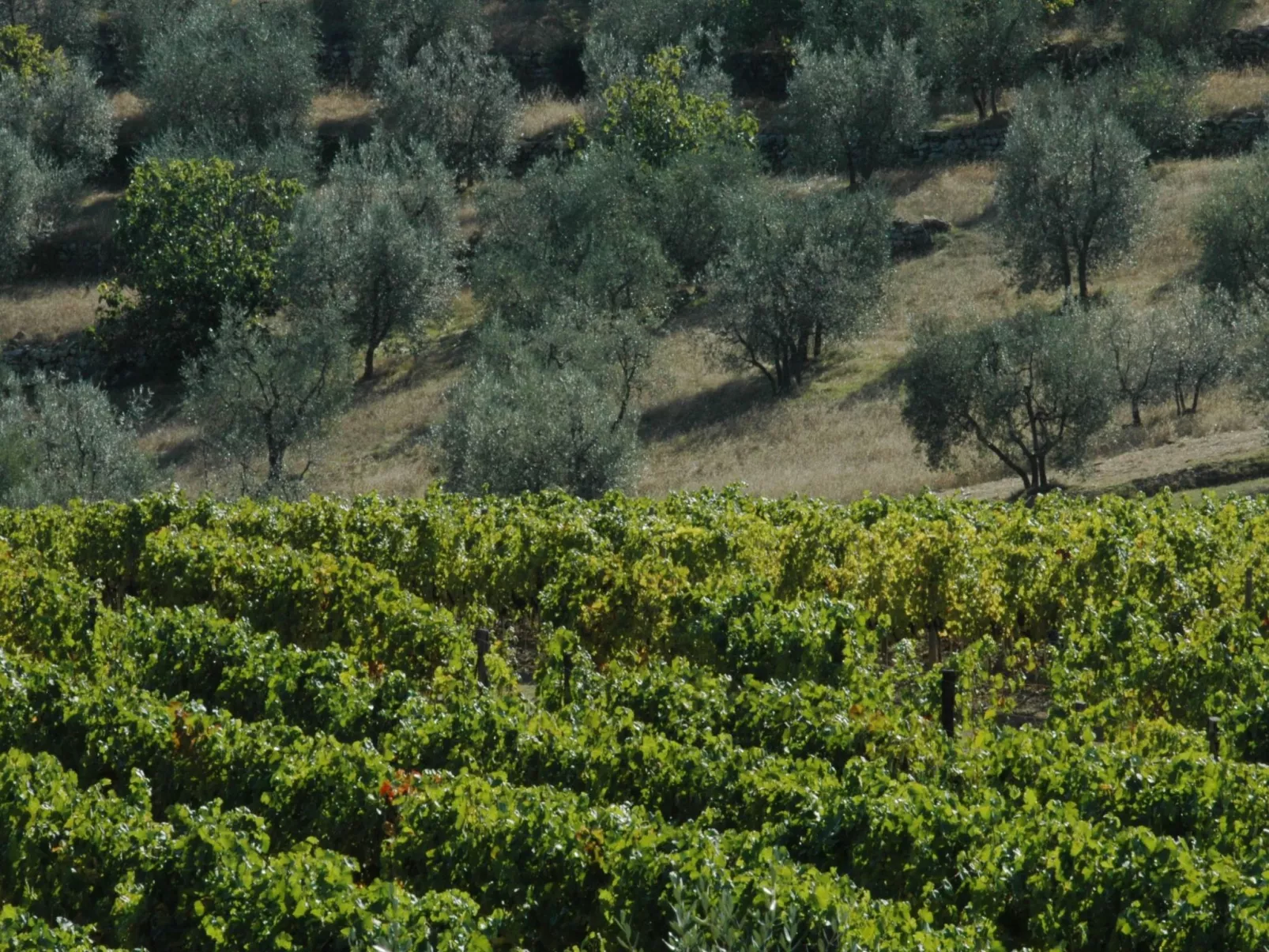 Wohnung in Figline Valdarno mit Gemeinschaftspool-Outside