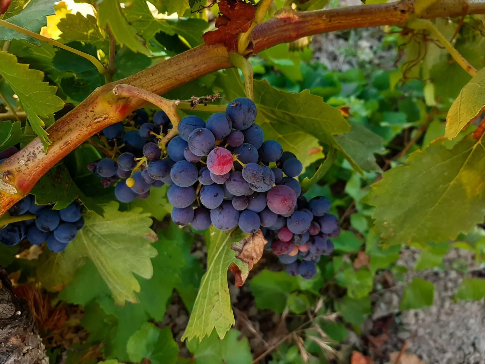 Landwohnung mit Bergblick-Image-tags.info