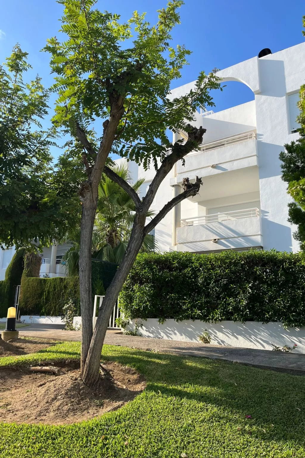 ISholidays Acron Puerto Pollensa-Image-tags.info