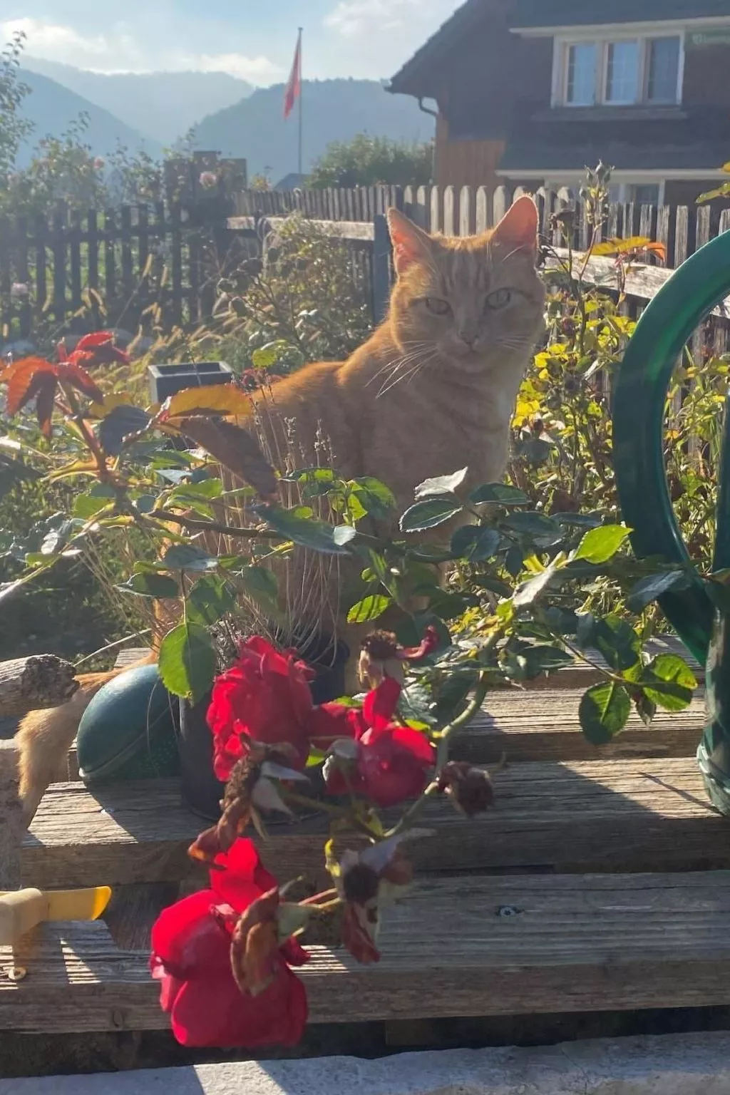 Bauernhof Sal-Dehors