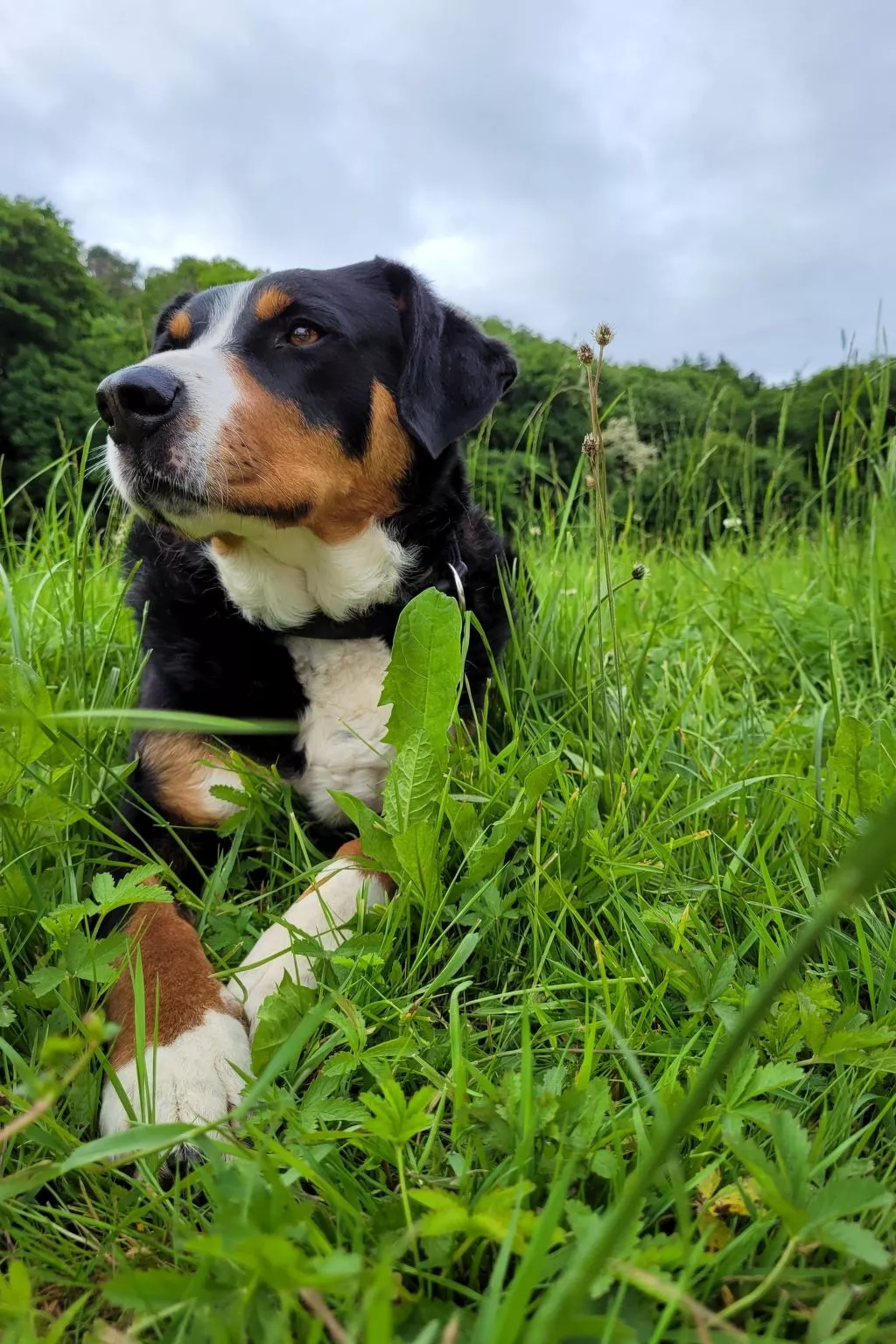 Chalet Staufenhof-Outside