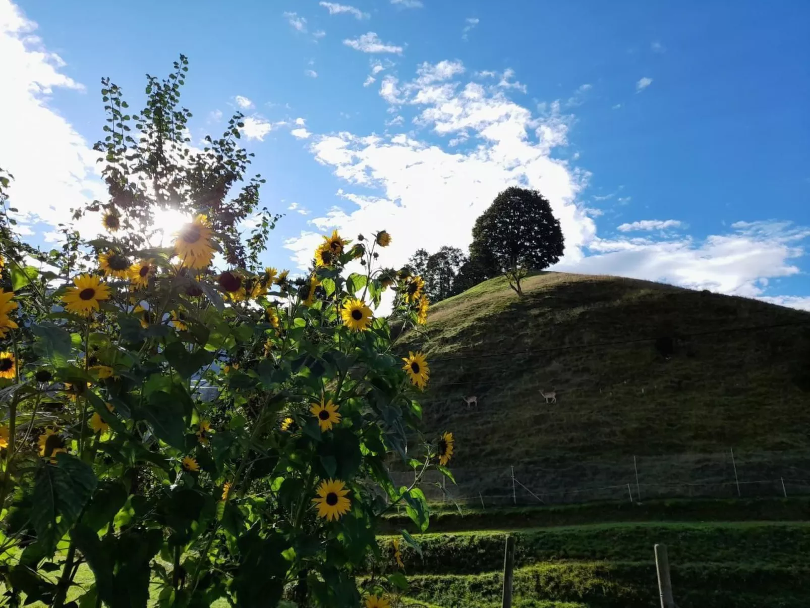 B & B auf dem Bauernhof-Draußen