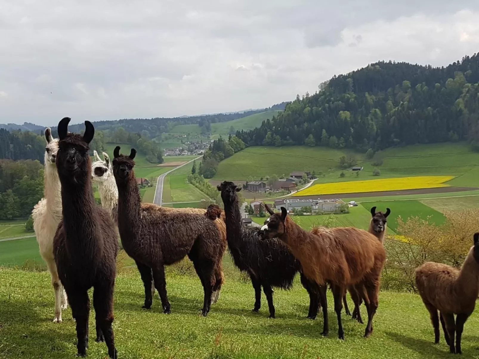 Lamahof-Image-tags.info