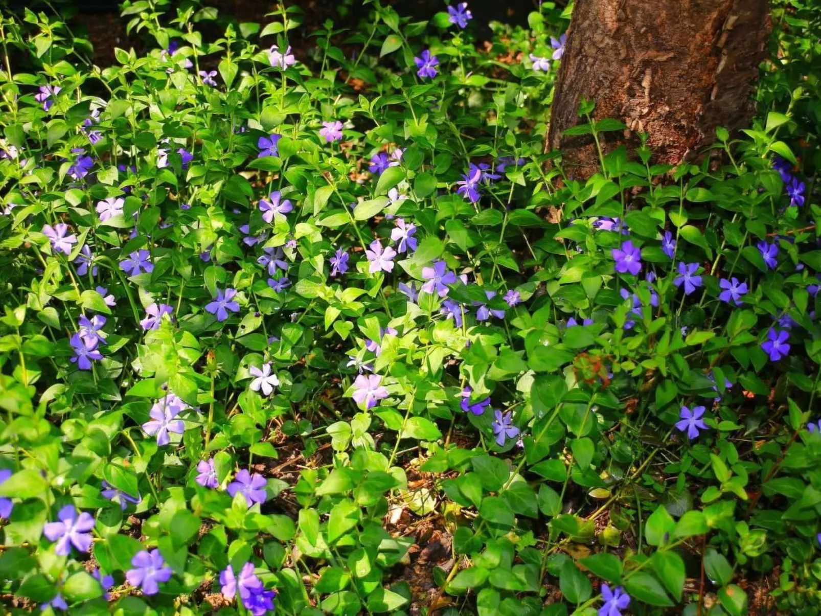 In Storkow mit Schönem Garten-Image-tags.info