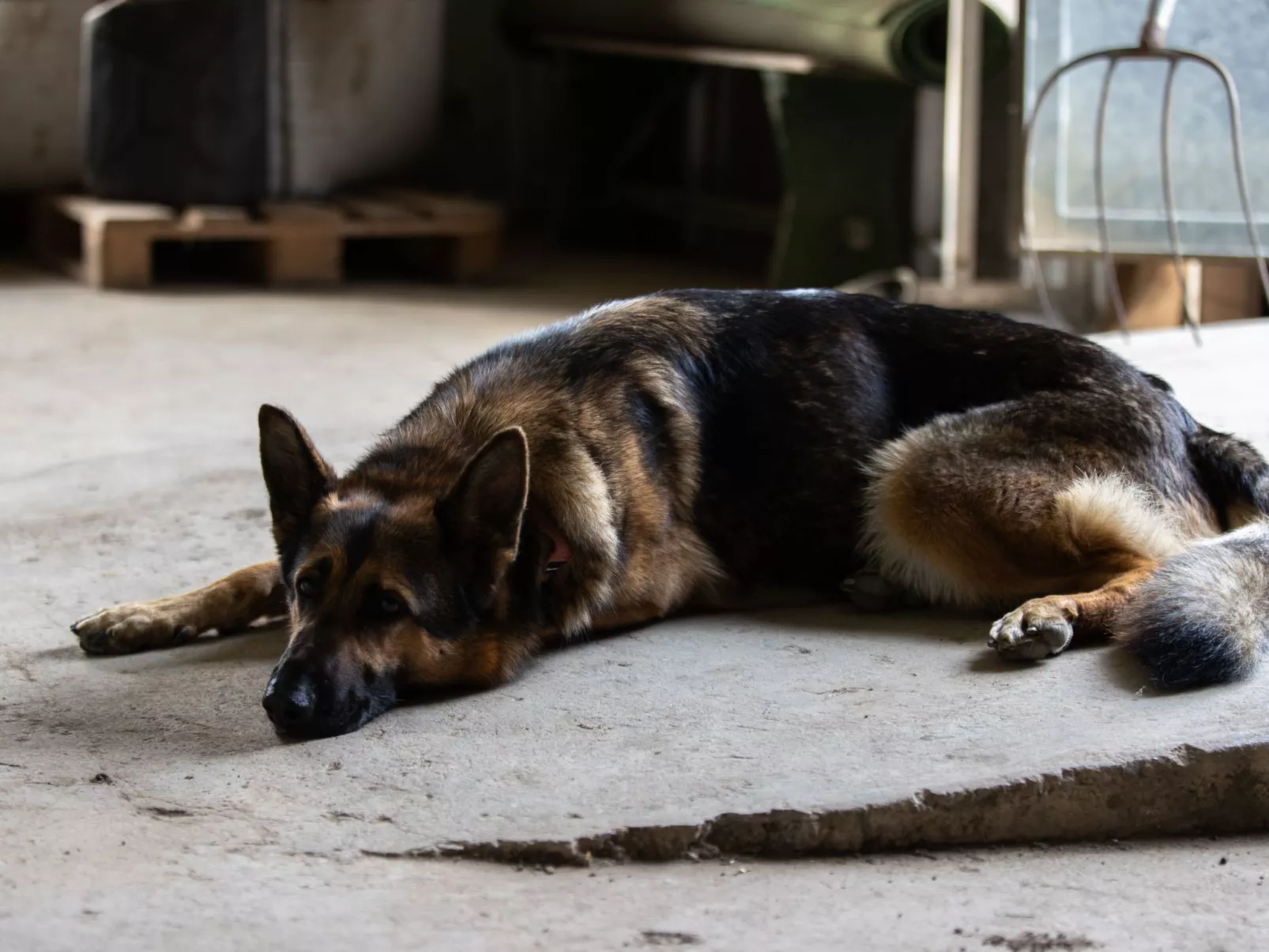 Grand Appartement-Drinnen