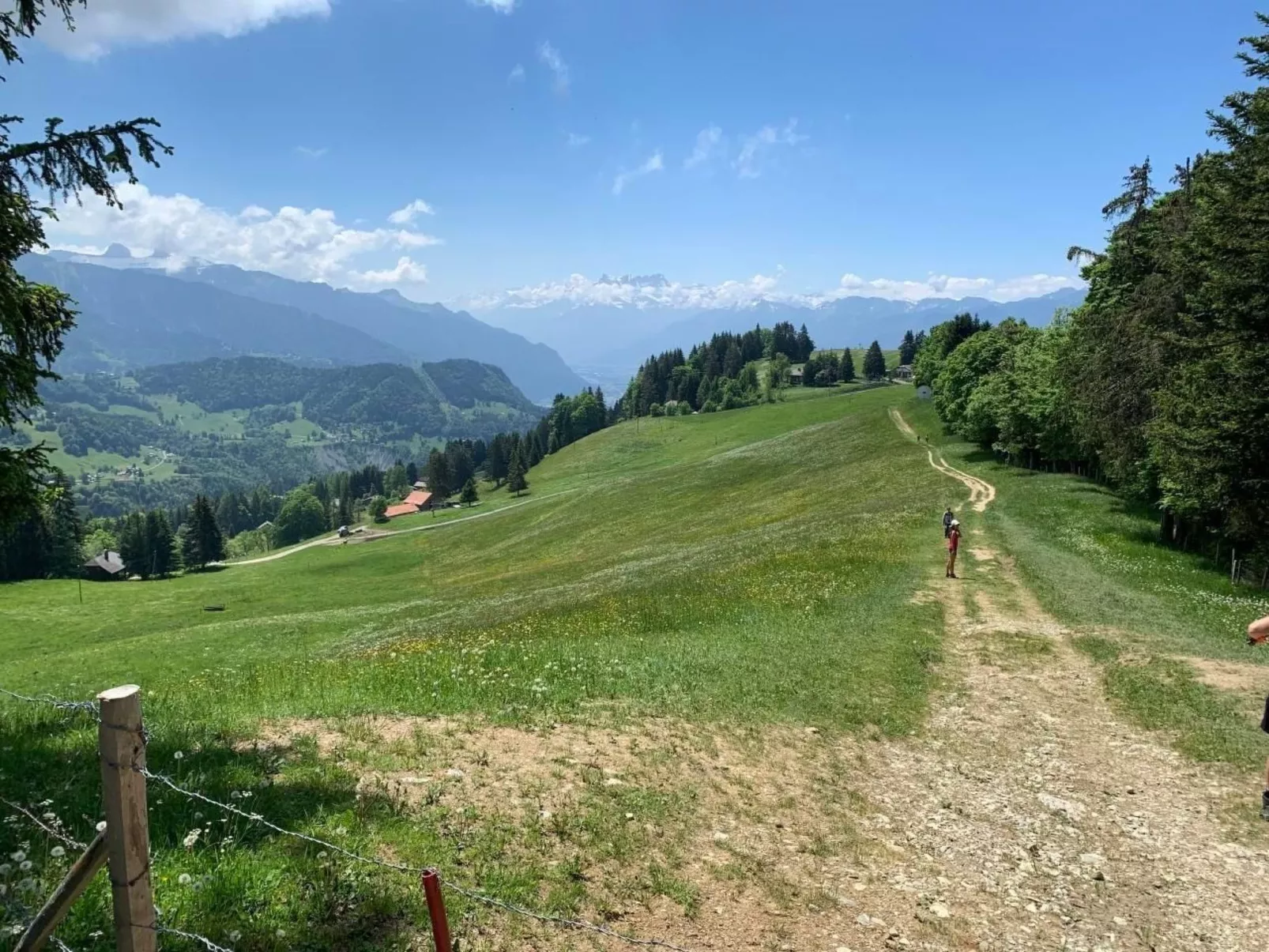 Les Narcisses,Blonay-Dehors