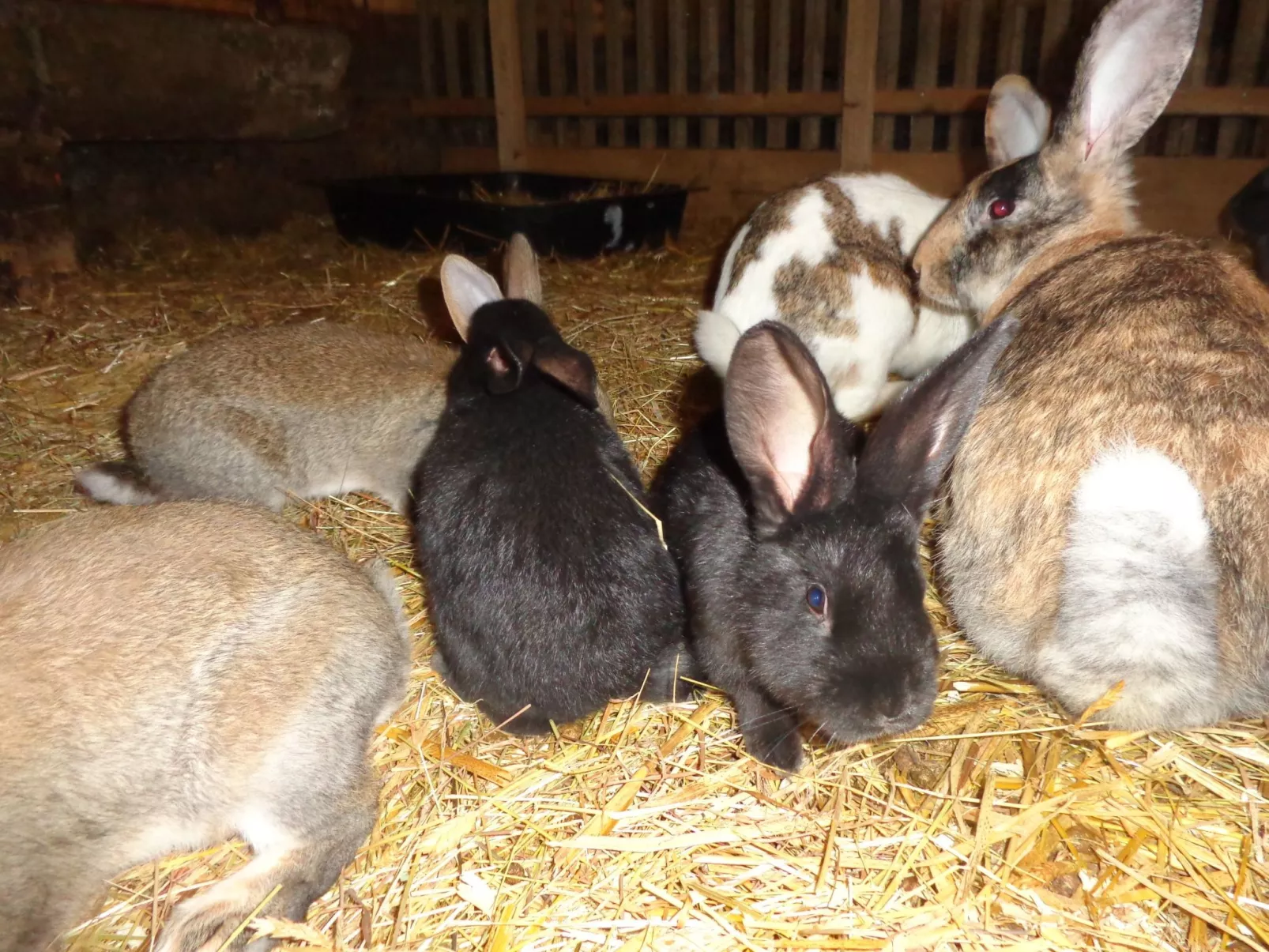 Lamahof Tschäppel-Image-tags.info