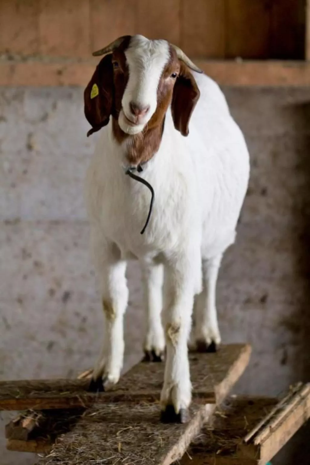 Bättwil-Image-tags.info