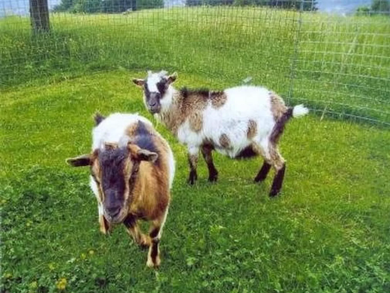 Bauernhof ufem Berg-Dehors