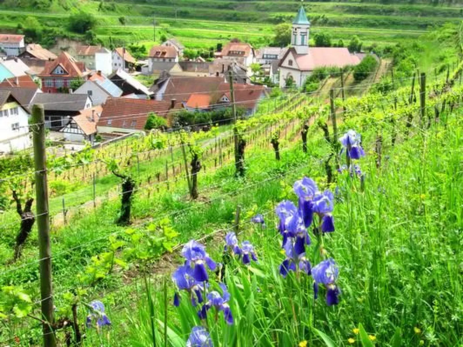 Appartement in Schelingen mit Garten und Grill - Outside