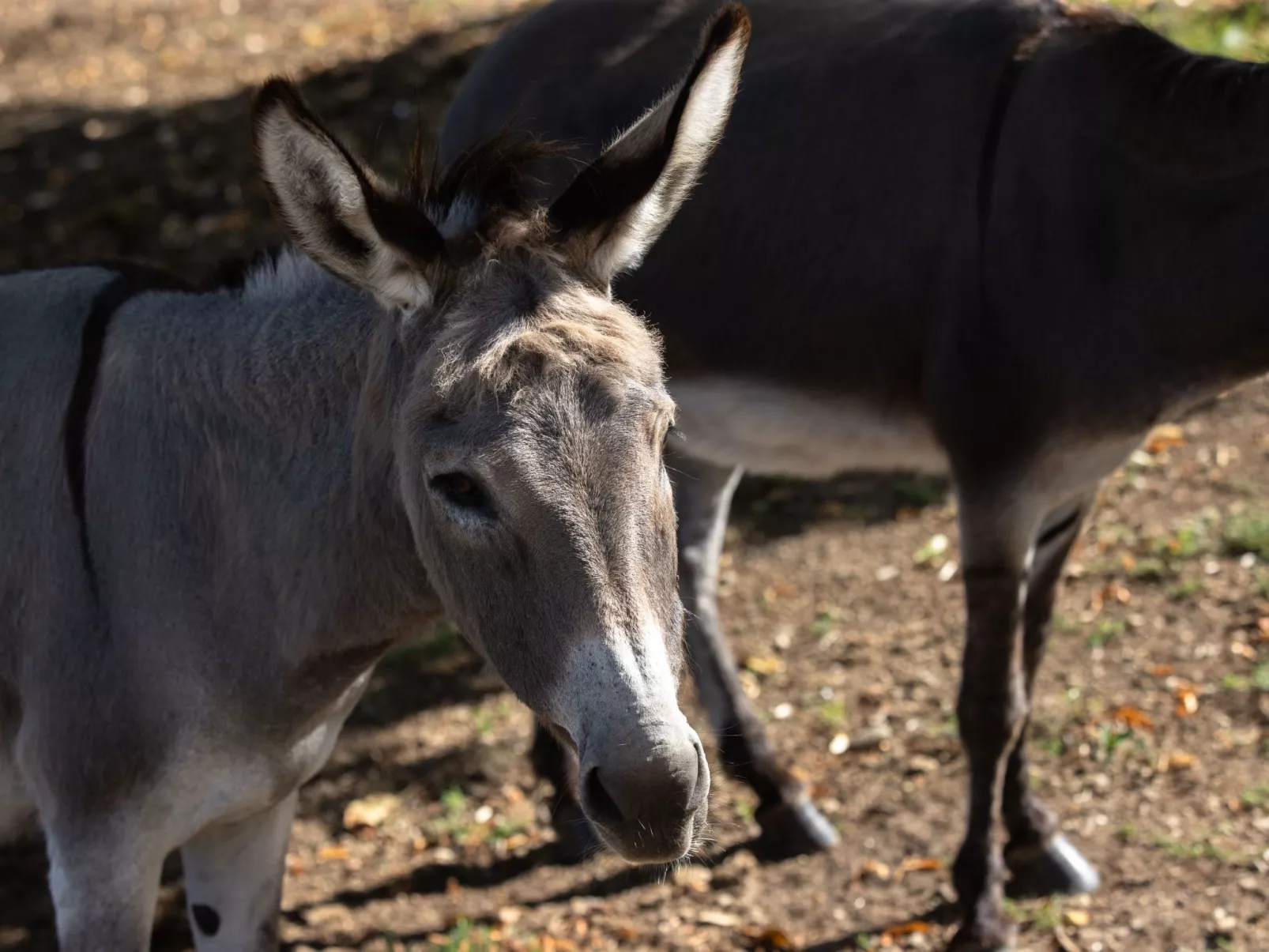 Appartement LouisXVI-Draußen