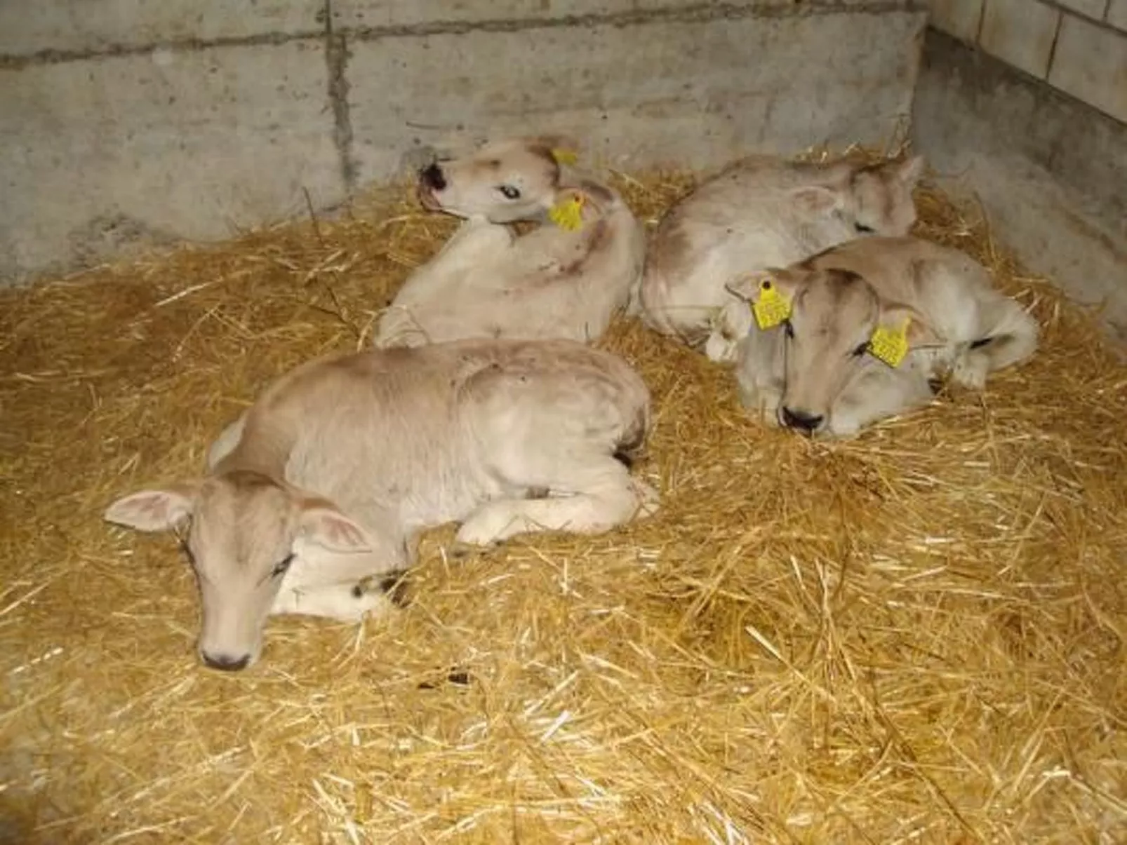 Schwändelifluh-Image-tags.info