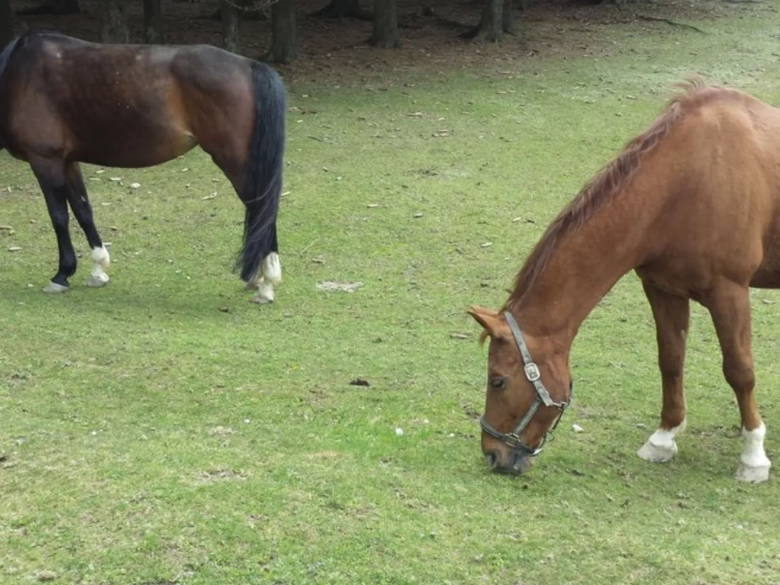 Appartement in Sankt Englmar mit Großem Balkon-Draußen