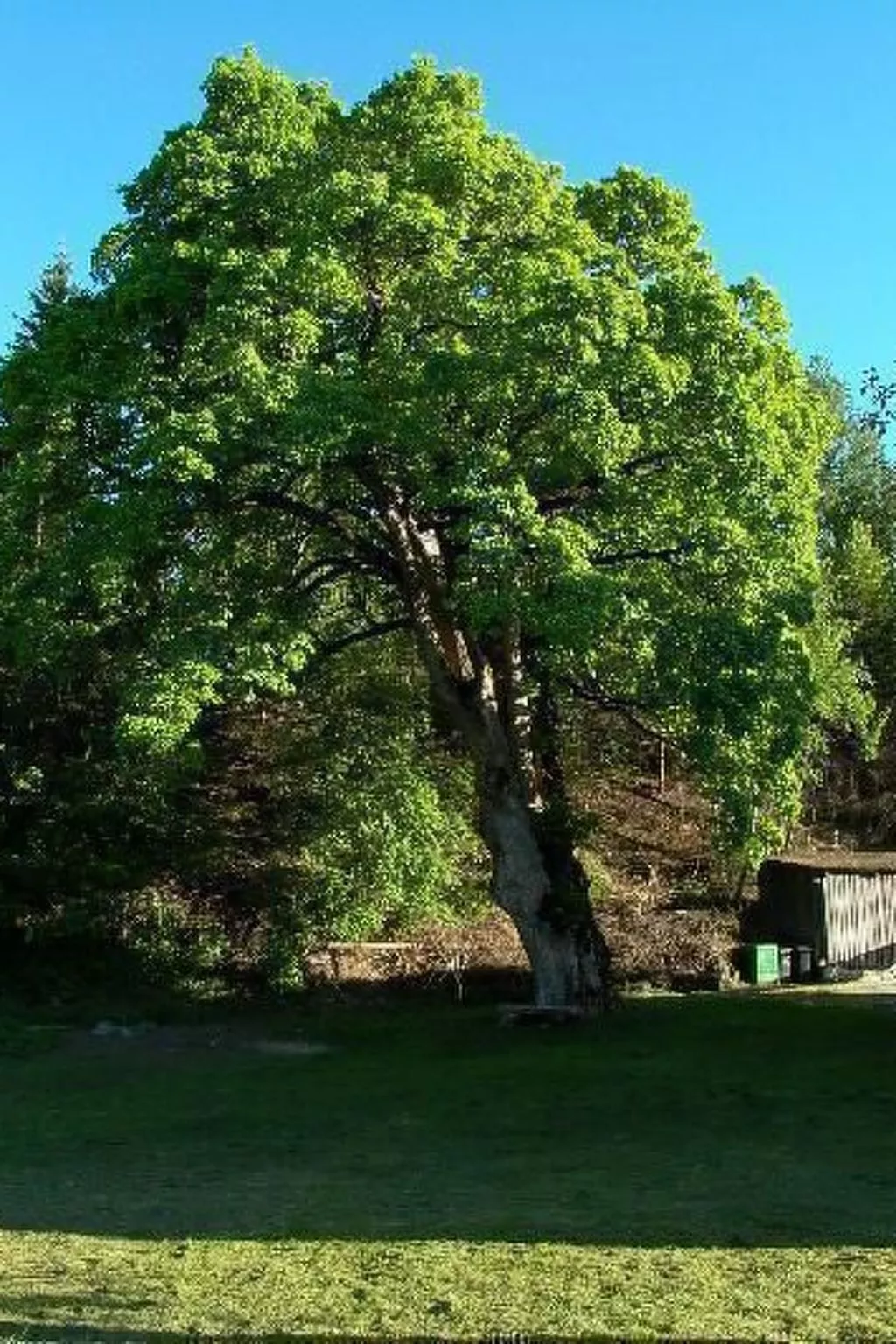 Große Wohnung im ersten Stock, mit großem Garten-Outside