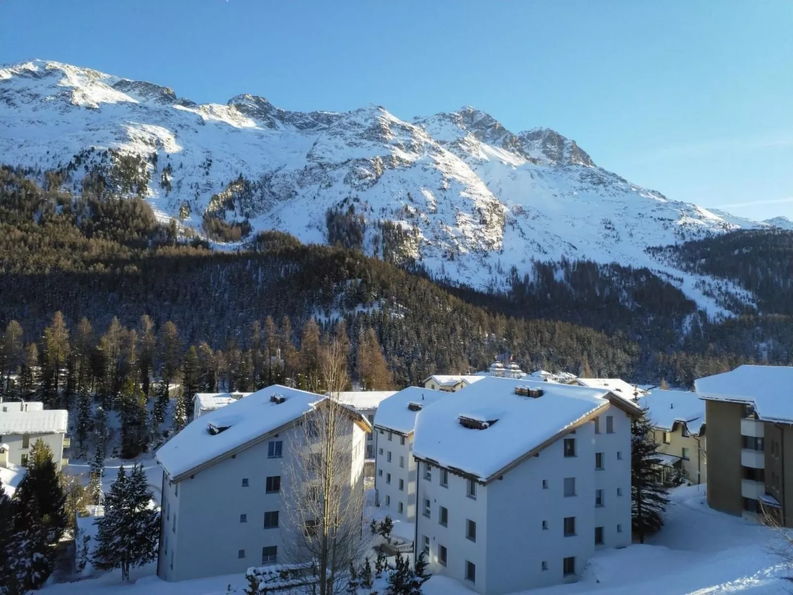 Chavallera 25-Image-tags.info