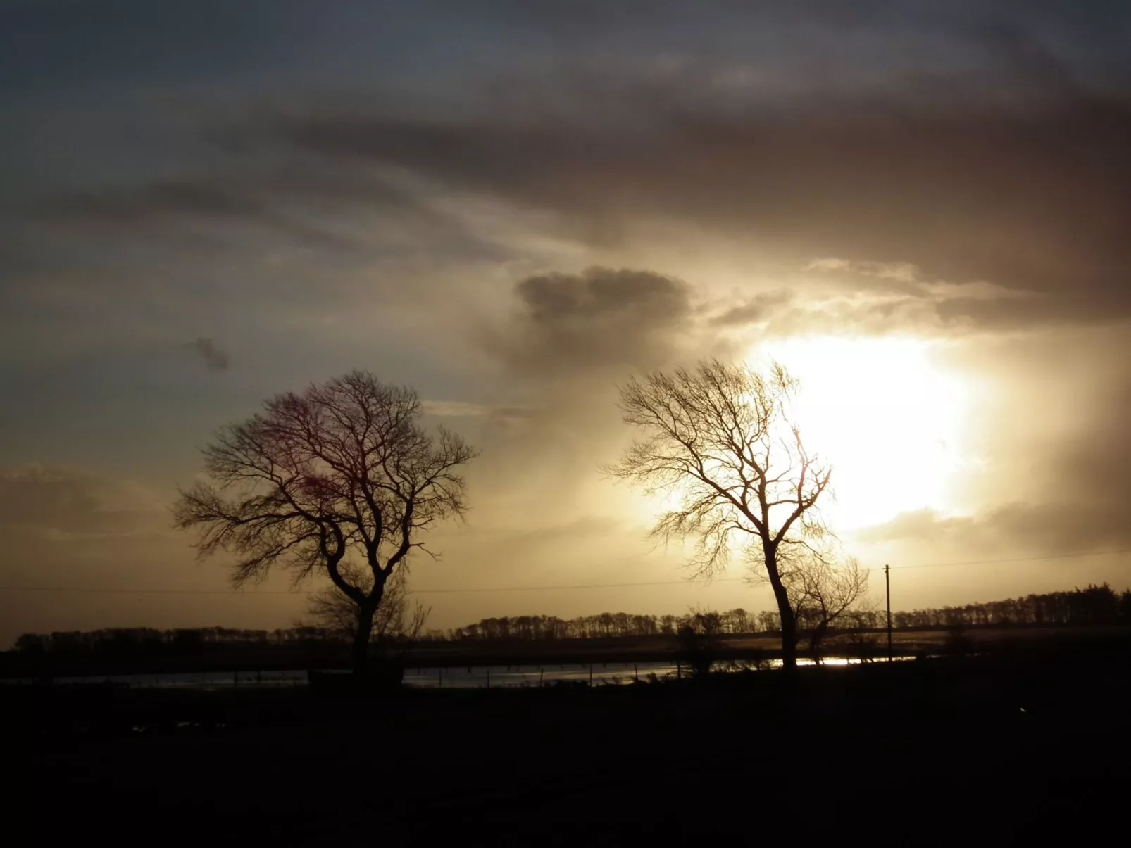 Zwergmöwe in Neue Tiefe-Inside