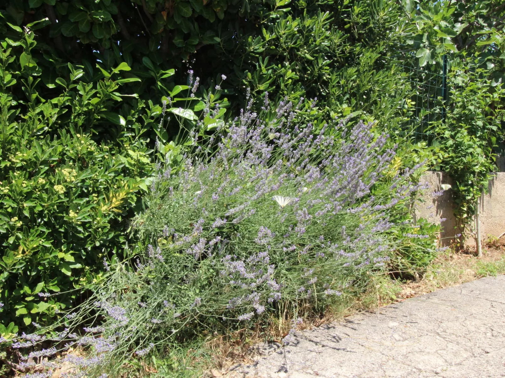 Apartment Andjela-Outside