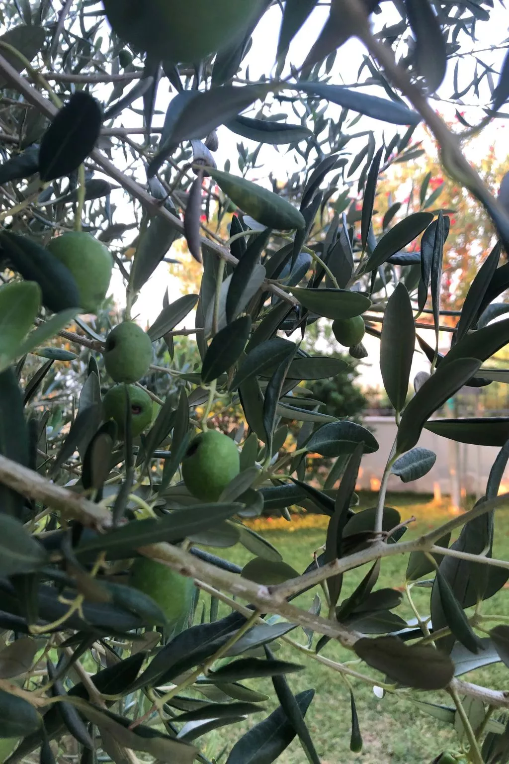 Villa Olive Grove-Outside