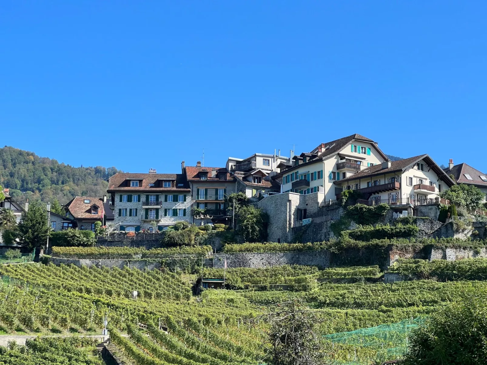 Vigneronne, Vigne-Draußen