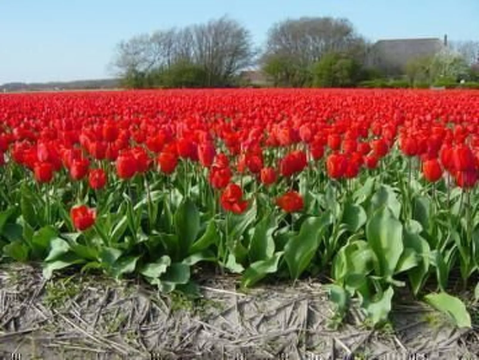 Sommerhaus "De Zeester"-Outside