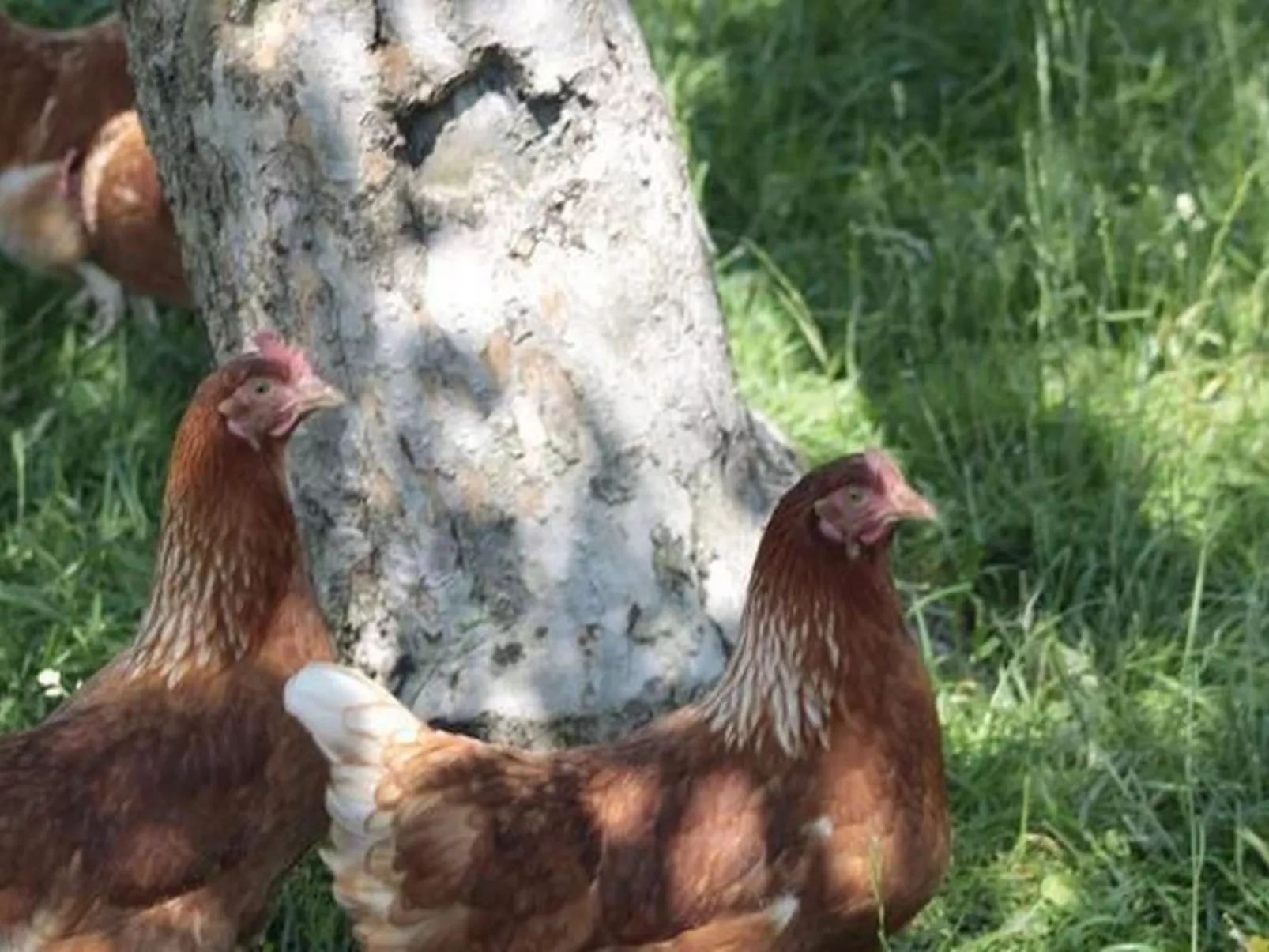 Rosentürmli - Outside