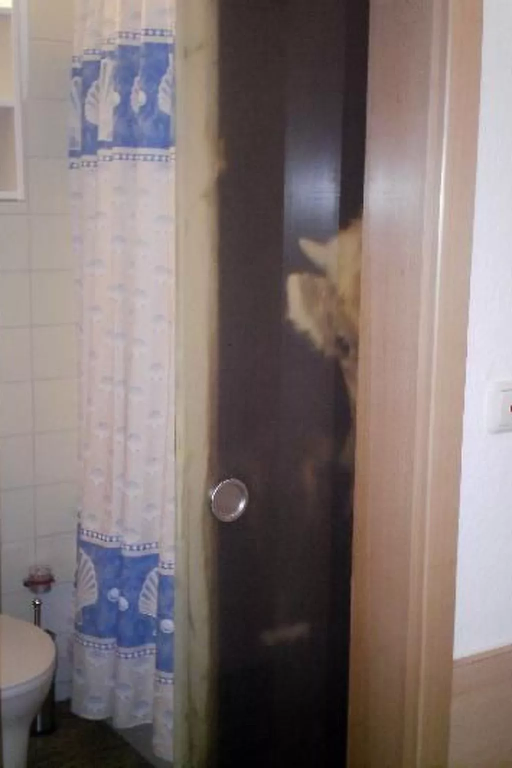 Falkenhorst Wh 41-Inside