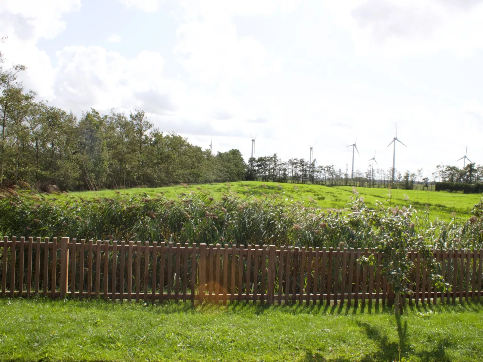 Strandflieder-Outside