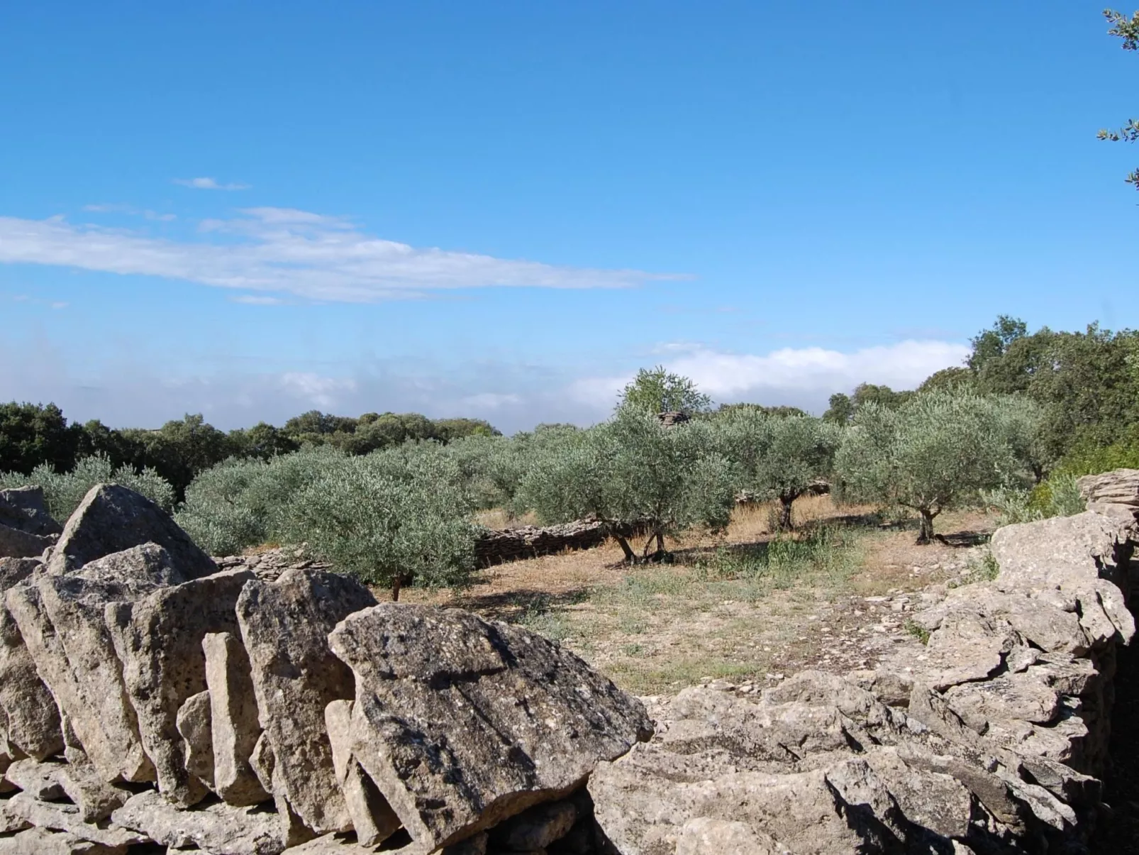 Cypres du Paradis-Draußen