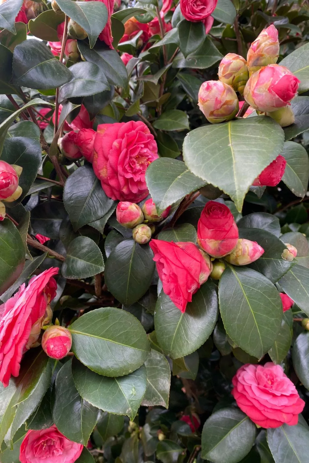Gartenwohnung im Tessin mit Swimmingpool-Outside