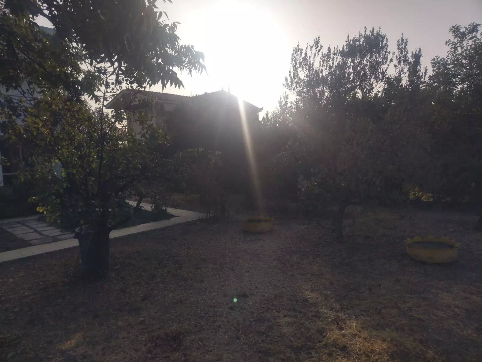 Neben Orangenbaum-Obstgarten-Outside