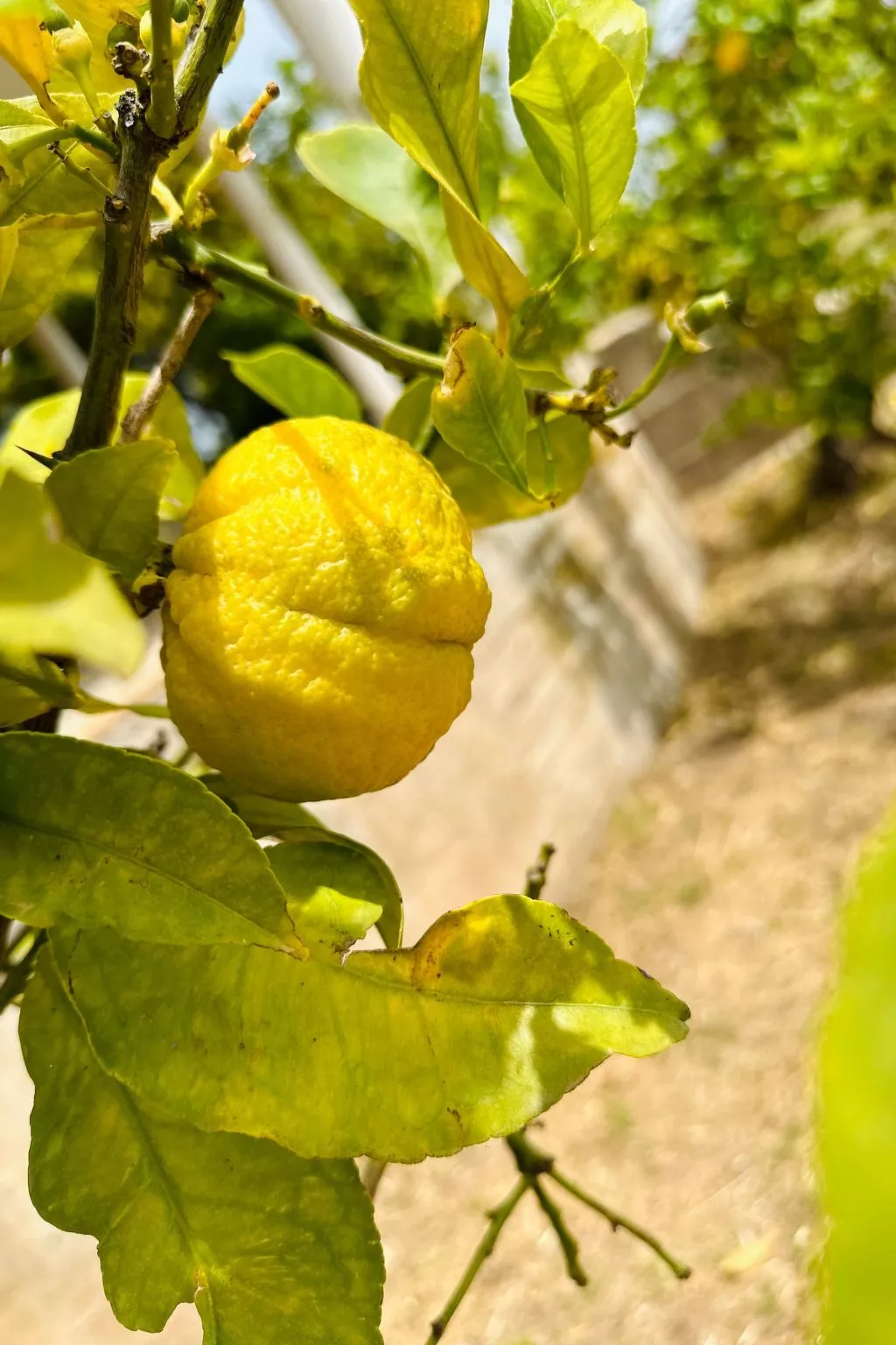 Tanjas Paradise-Dehors