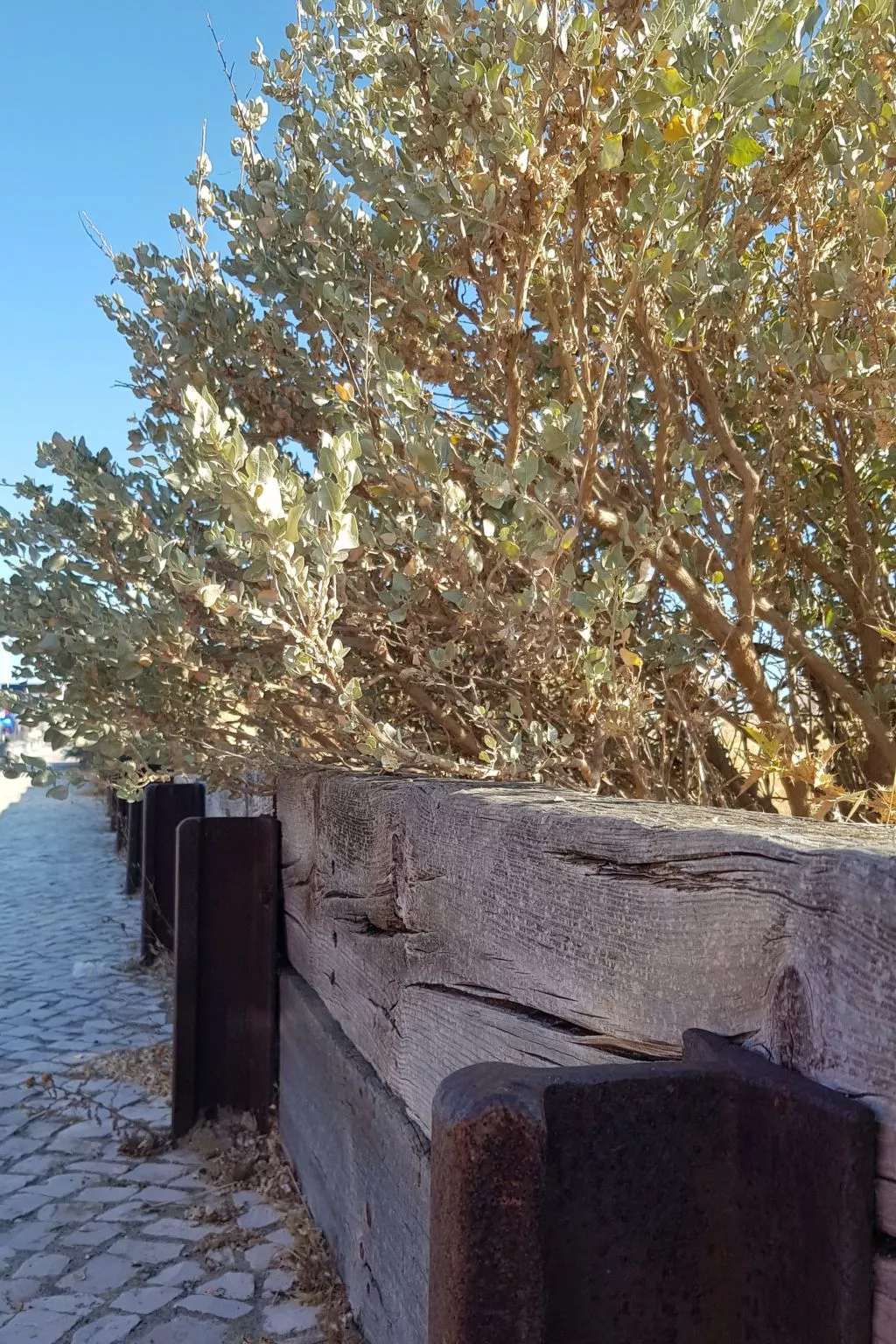 "Estrelinha da Fuzeta"-Dehors