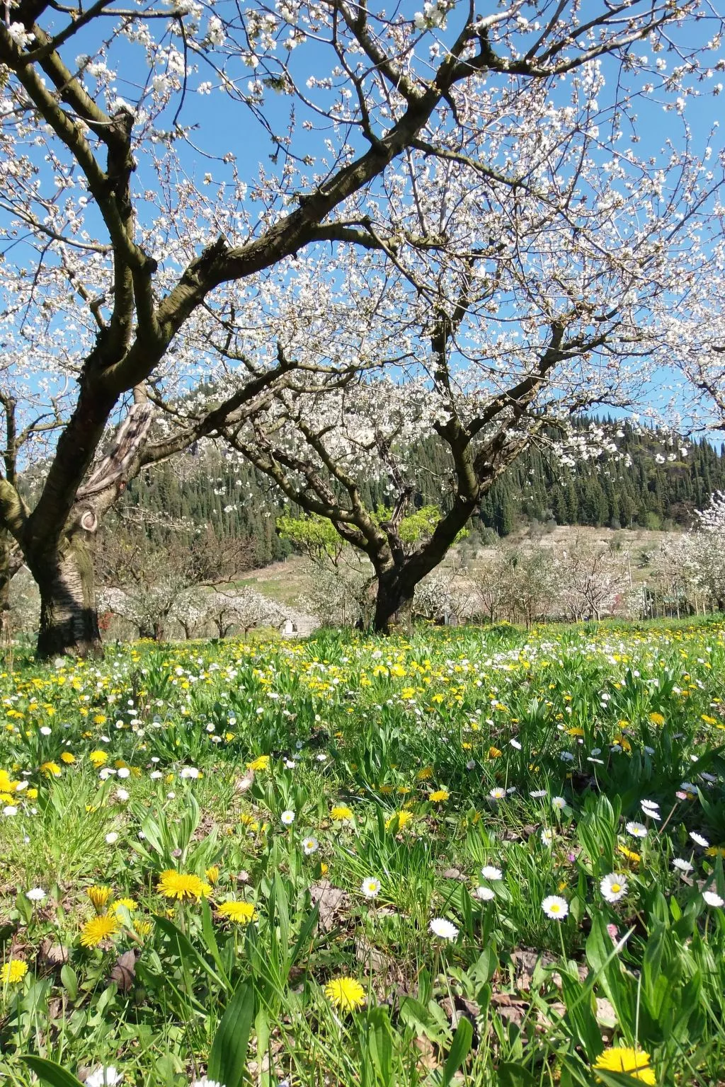 Anwesen mit Garten, Grill und Terrasse-Draußen