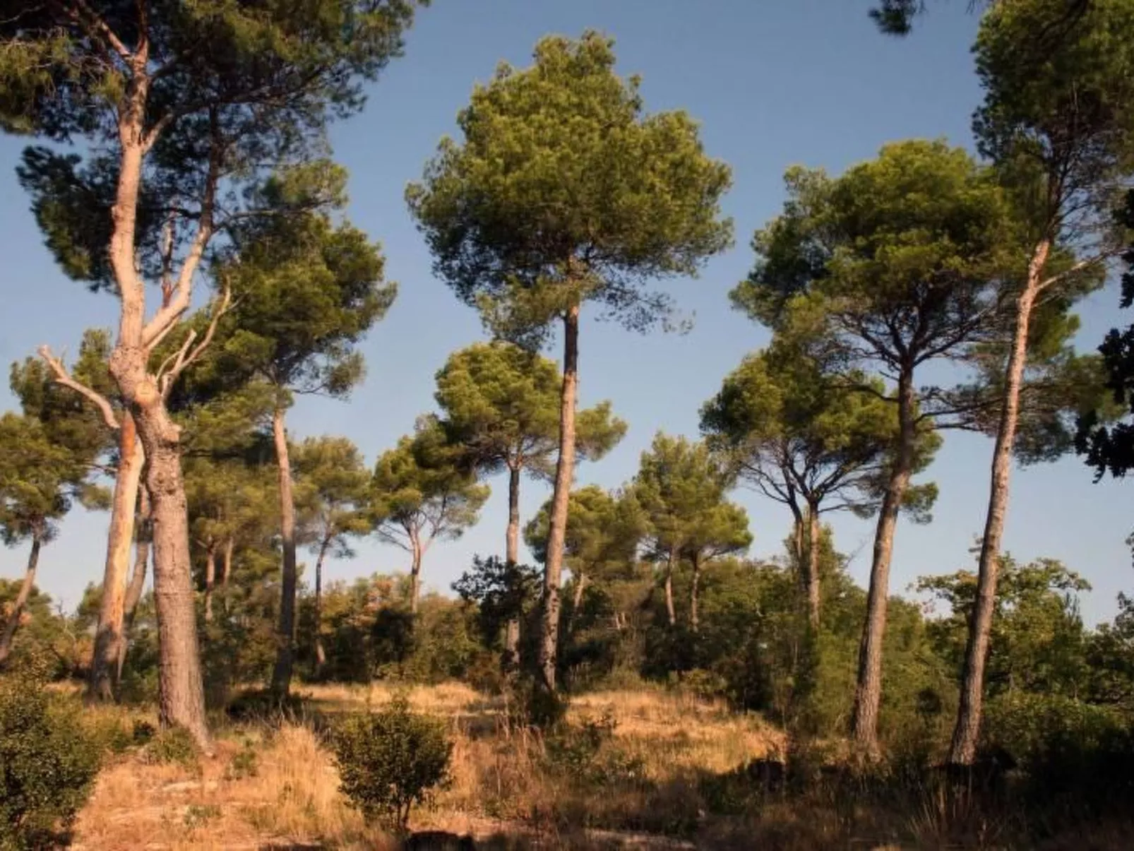 La Ribelle en Provence - Lou recati-Dehors