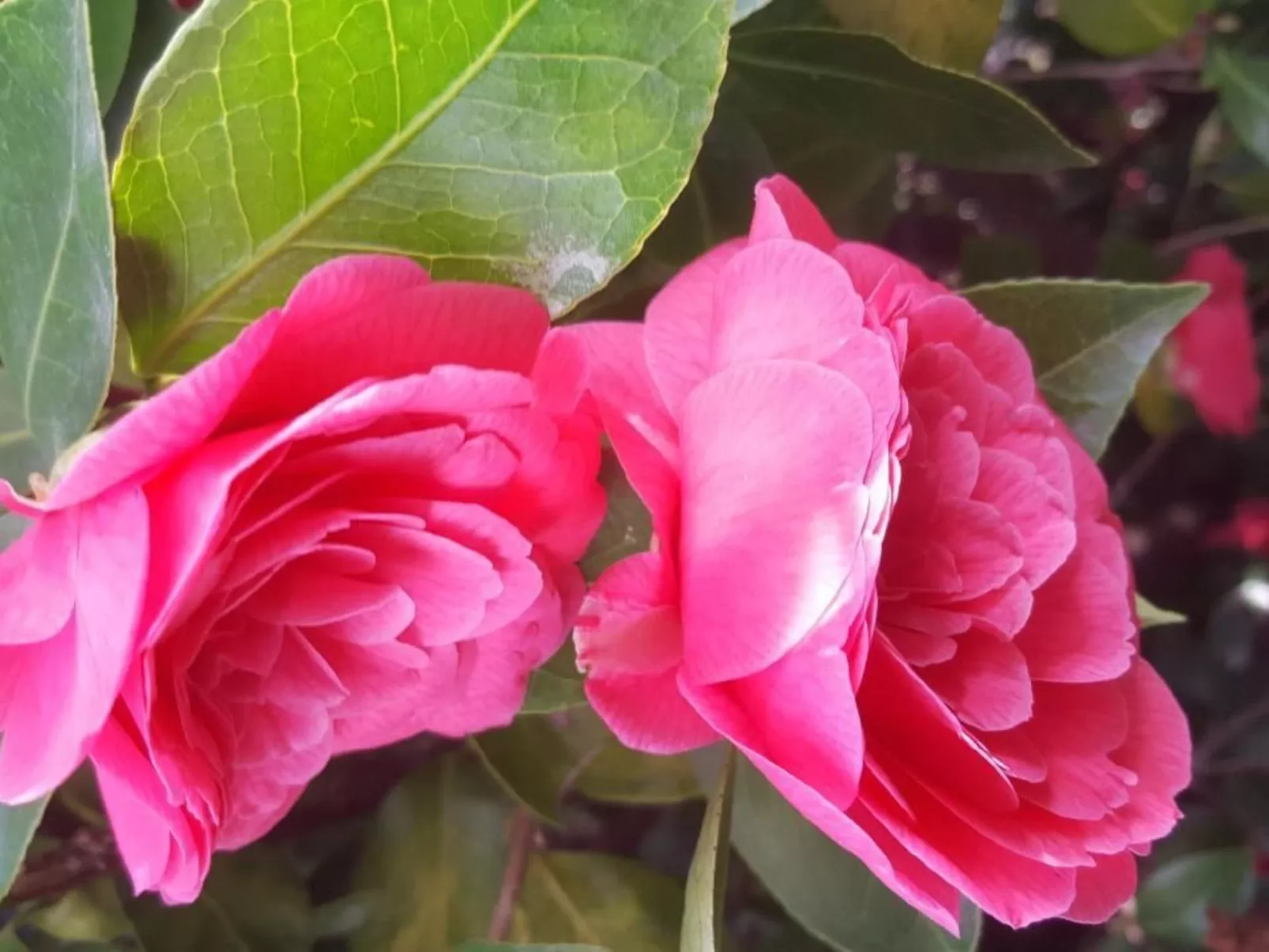 Casa Adelizia-Dehors