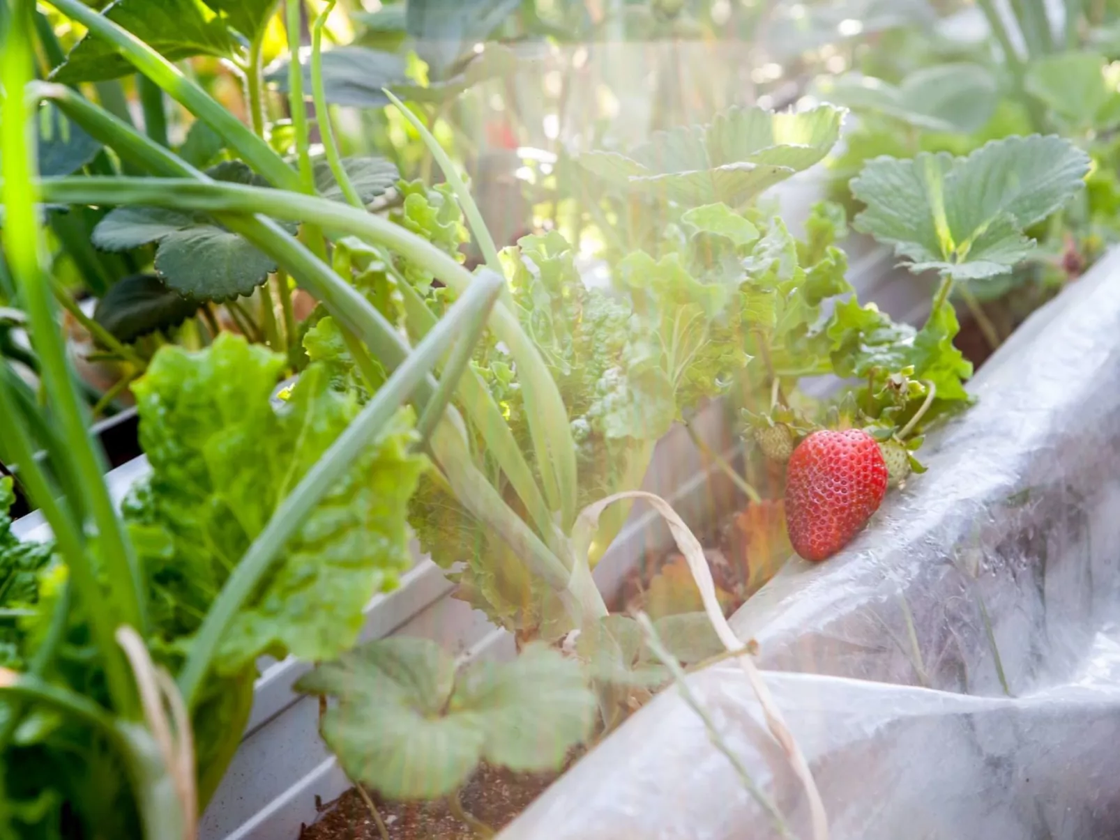 Hütte mit eigenem Garten und Grill-Dedans