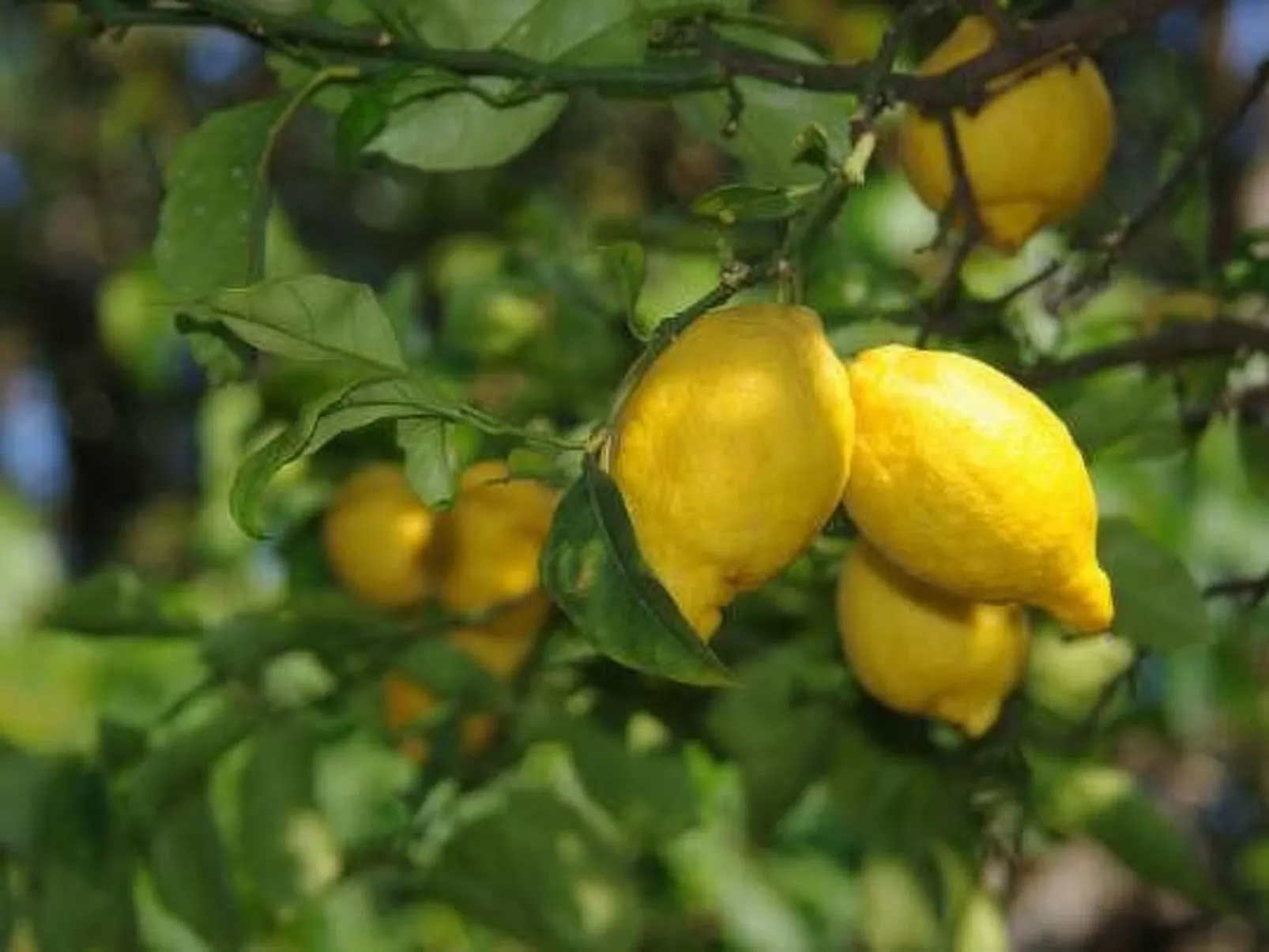 Wohnung 'Giglio' mit privatem Garten-Outside