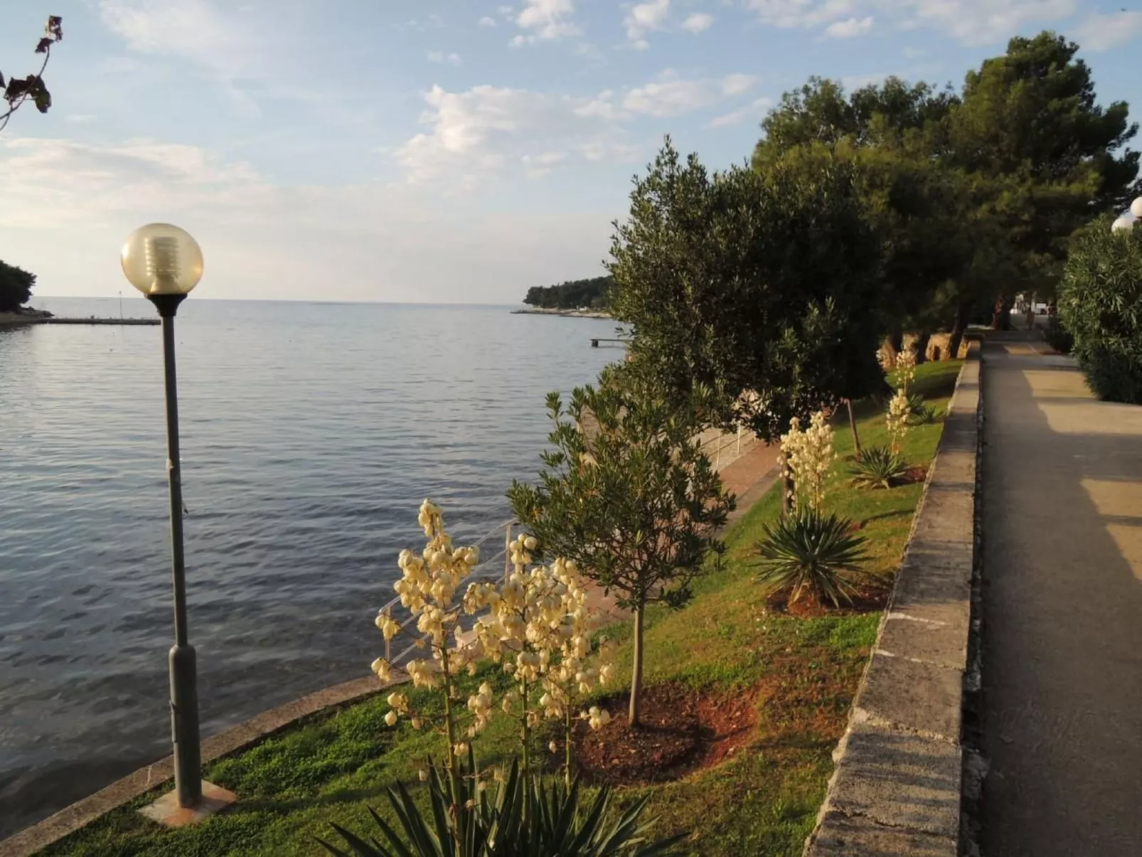 Rosmarin-Image-tags.info