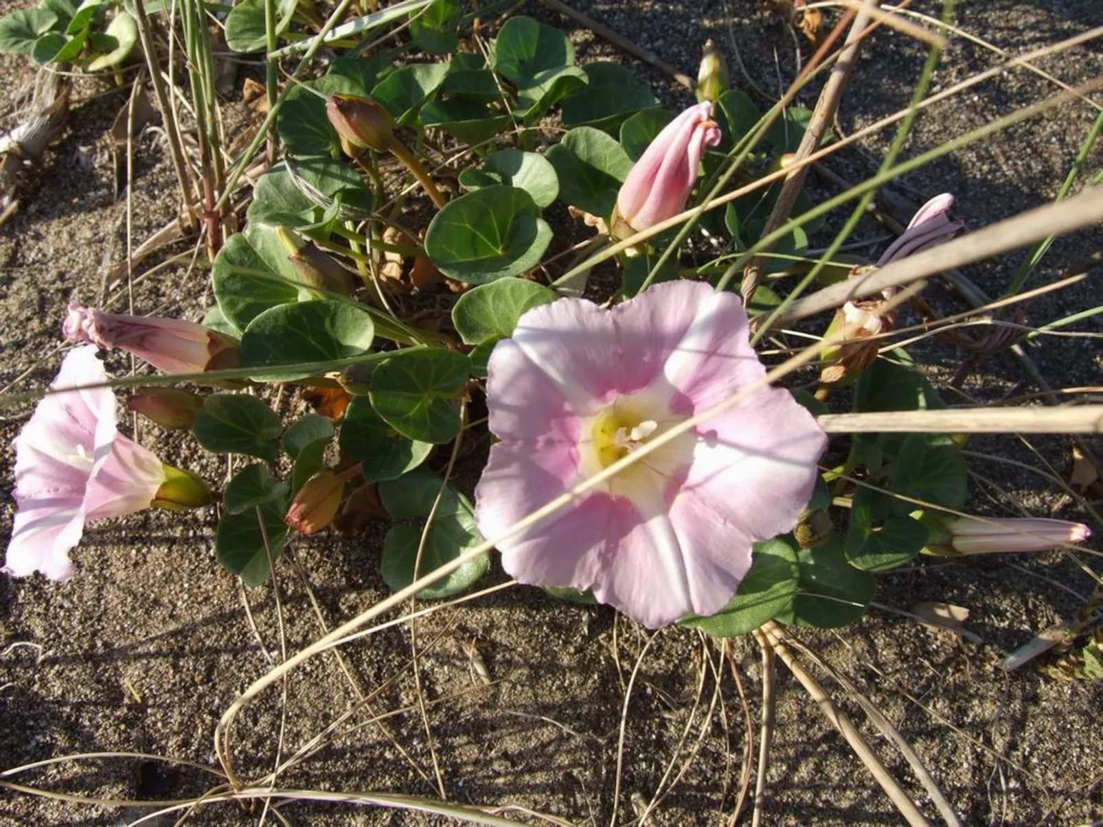 Wohnung 'Erica' mit Gemeinschaftspool-Image-tags.info