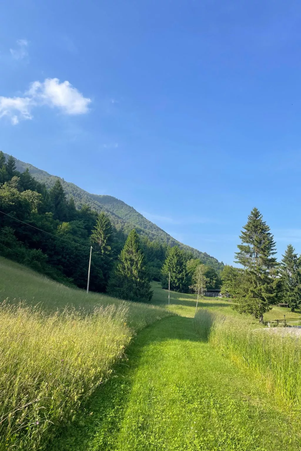 Gesegnet wie Frösche auf einem Seerosenblatt-Draußen