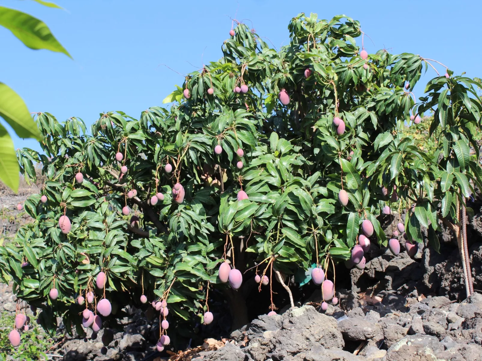 In Monte Breñas mit Grill, Terrasse und Garten-Outside