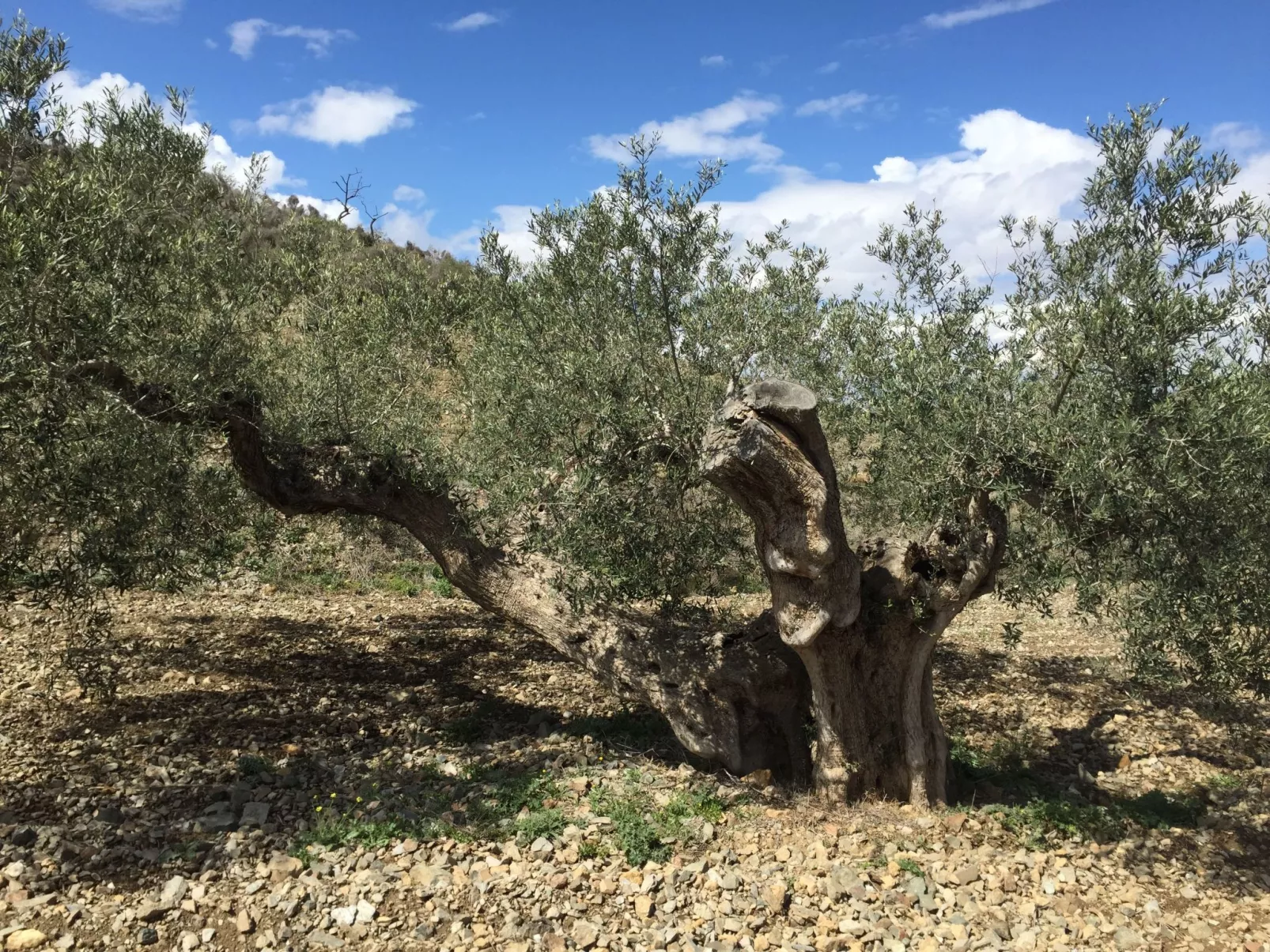 Casa Maravilla in der Nähe der Küste. Frieden und Ruhe.-Inside