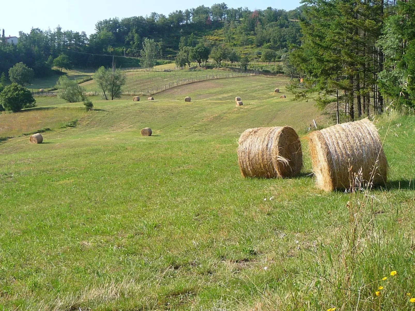 Magnolienhaus mit Pool zwischen Florenz und Arez-Image-tags.info