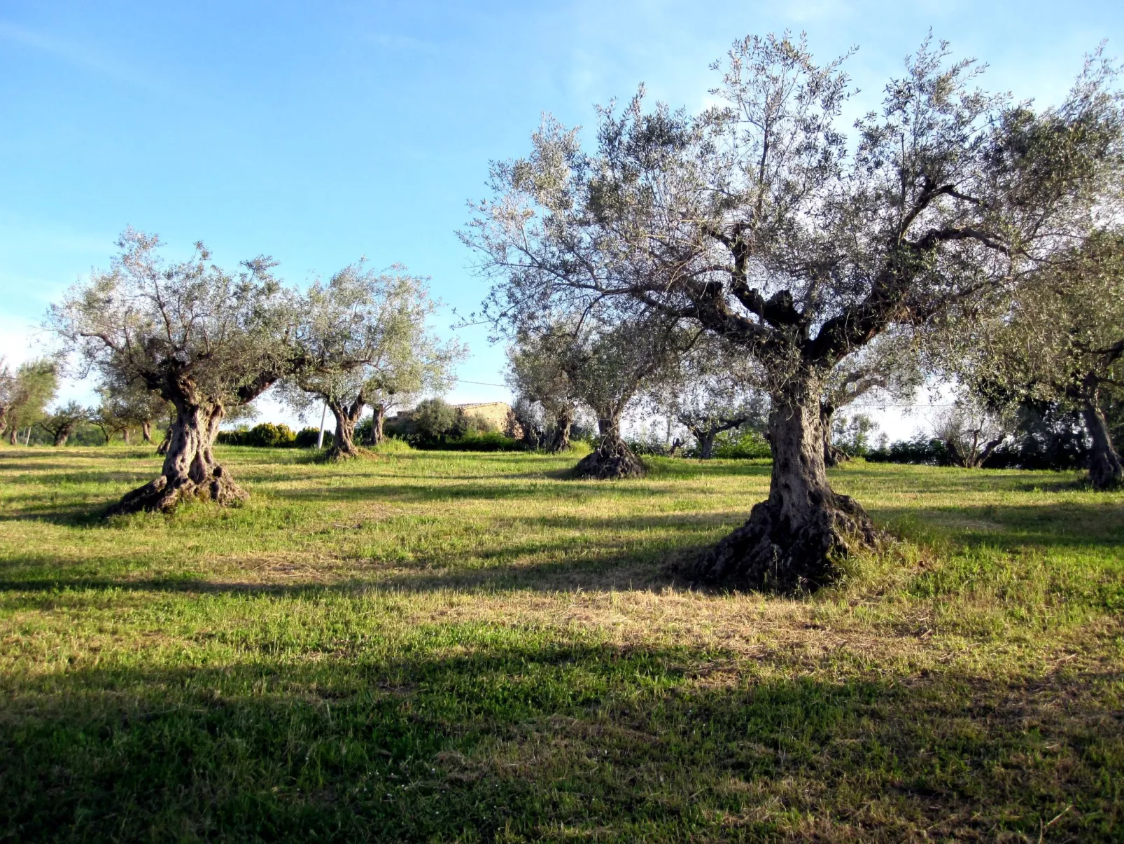 In Notaresco mit Grill und Garten-Draußen