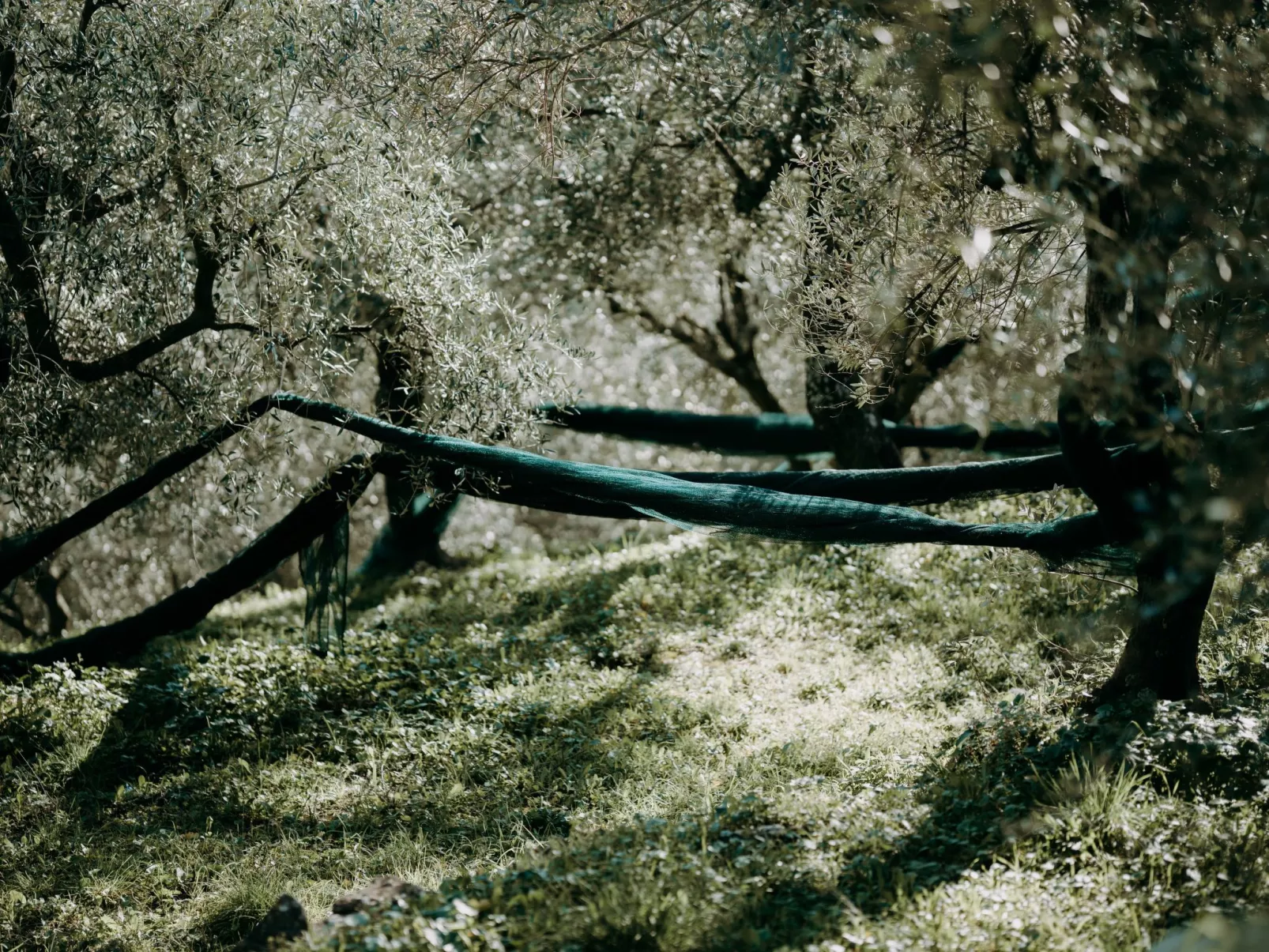 In Diano San Pietro-Dehors