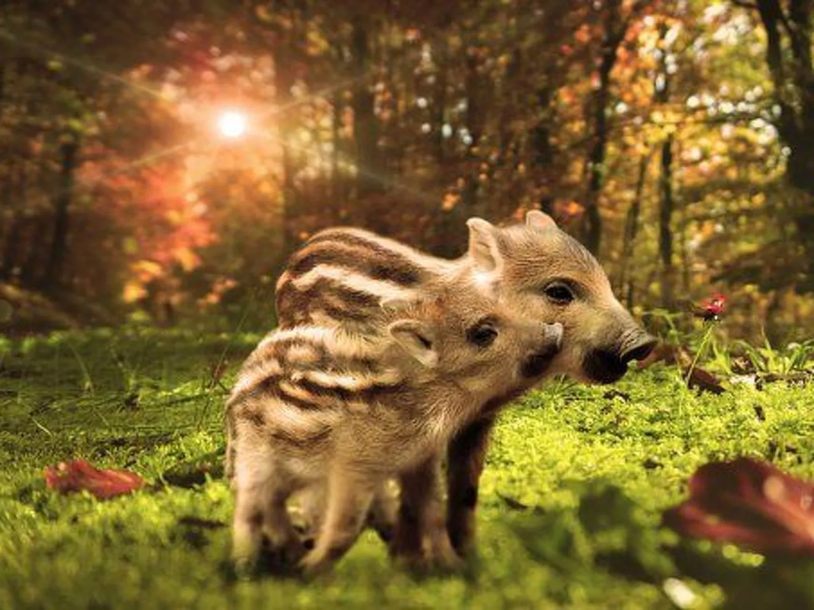 Charmante Lösung, Schwimmbad 10 Minuten vom Meer entfernt-Dehors