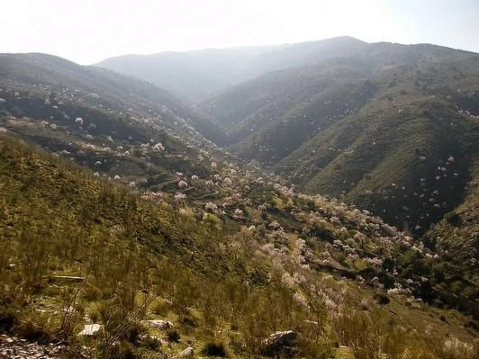 Tenguerengue-Image-tags.info