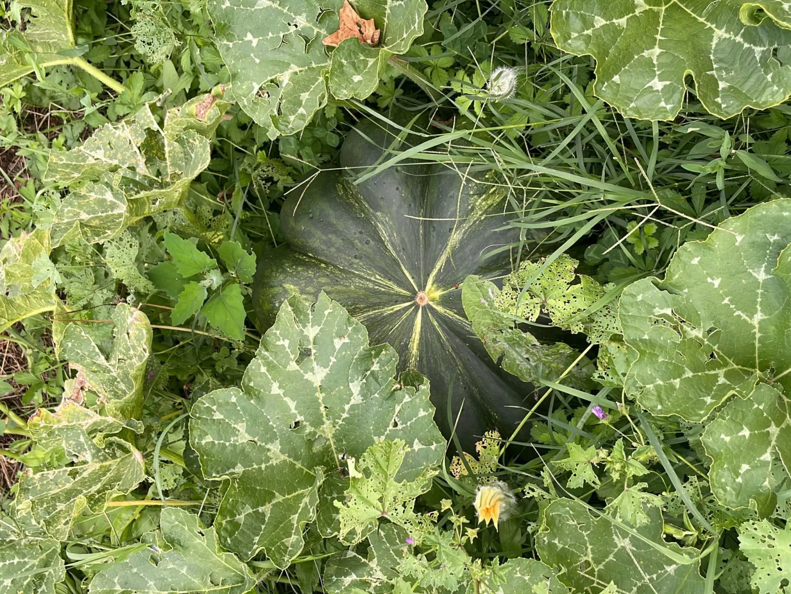 'Merula Antica Dimora'-Draußen