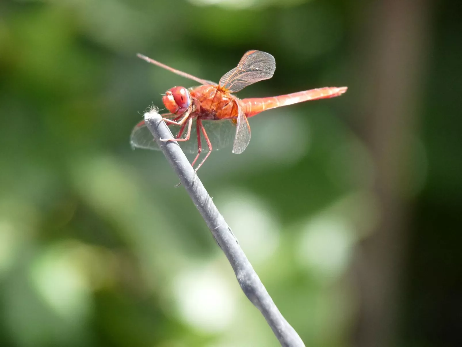 Ruhige Finca Topo del Drago mit Meerblick-Dehors