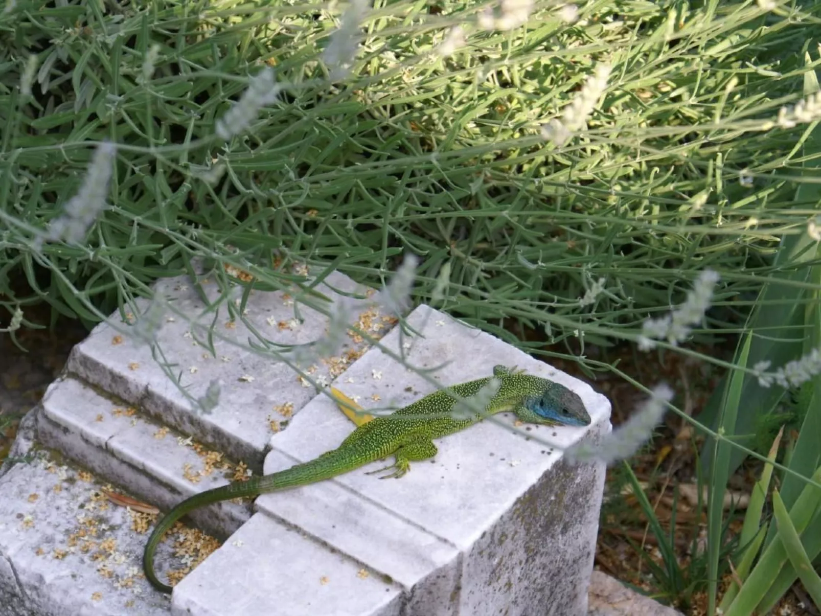 Oliveto Tignale-Outside